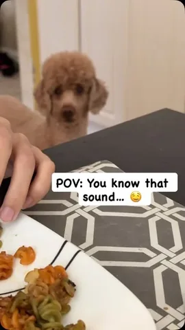 mylifewithsimonthepoodle Instagram post about Dog begging