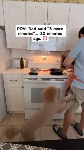 mylifewithsimonthepoodle Instagram post about Dog mealtime