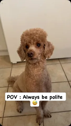 ʀᴀʟᴘʜ ᴛʜᴇ ʀᴇᴅ ᴘᴏᴏᴅʟᴇ 🐩 Instagram post thumbnail