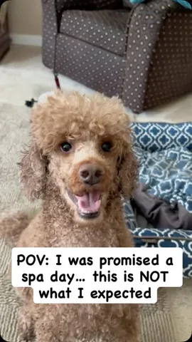 ʀᴀʟᴘʜ ᴛʜᴇ ʀᴇᴅ ᴘᴏᴏᴅʟᴇ 🐩 Instagram post thumbnail