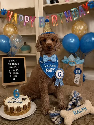 ʀᴀʟᴘʜ ᴛʜᴇ ʀᴇᴅ ᴘᴏᴏᴅʟᴇ 🐩 Instagram post thumbnail