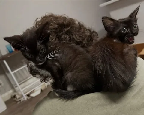 noahgrossman214 Instagram post about Foster kittens and animal adoption