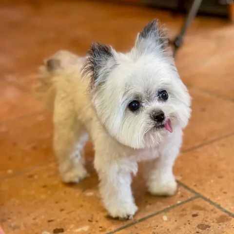 norbertthedog Instagram post about Tribute to Norbert