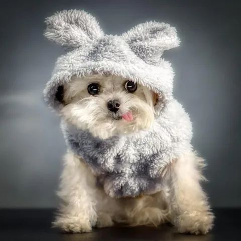 norbertthedog Instagram post about Easter