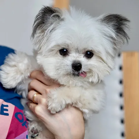 norbertthedog Instagram post about Remembering Norbert