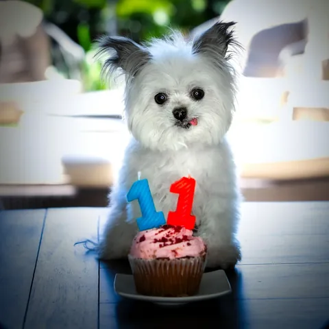 norbertthedog Instagram post about Norbert’s heavenly birthday