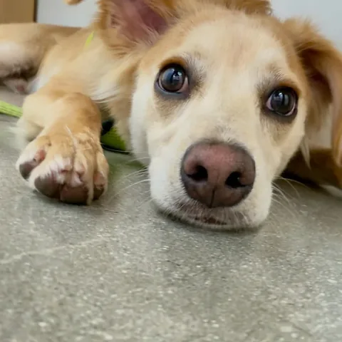 norbertthedog Instagram post about Lenny’s veterinary visit