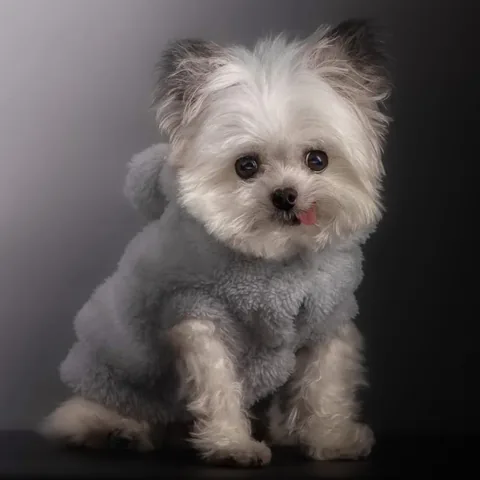 norbertthedog Instagram post about Norbert as a source of comfort
