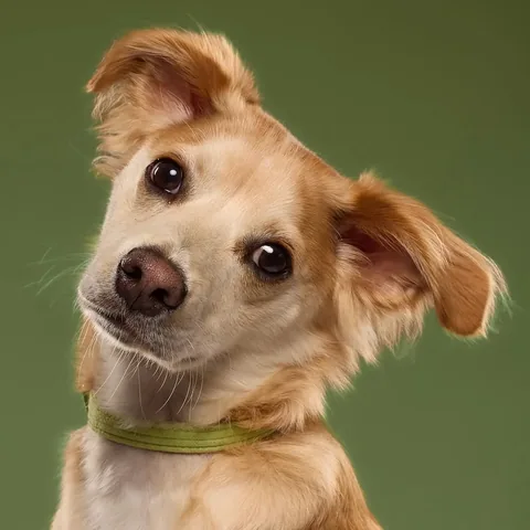norbertthedog Instagram post about Dog praise