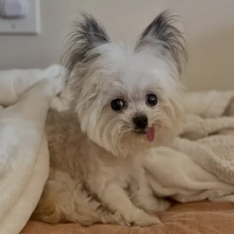norbertthedog Instagram post about Puppy appreciation