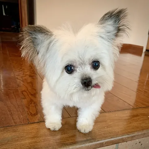 norbertthedog Instagram post about Friday greeting
