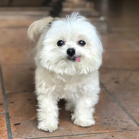 norbertthedog Instagram post about Positive greeting