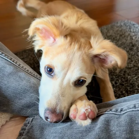 norbertthedog Instagram post about Puppy behavior