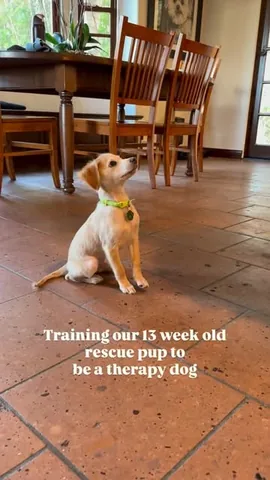 norbertthedog Instagram post about Lenny and Norbert
