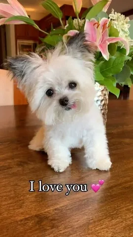 norbertthedog Instagram post about Love story