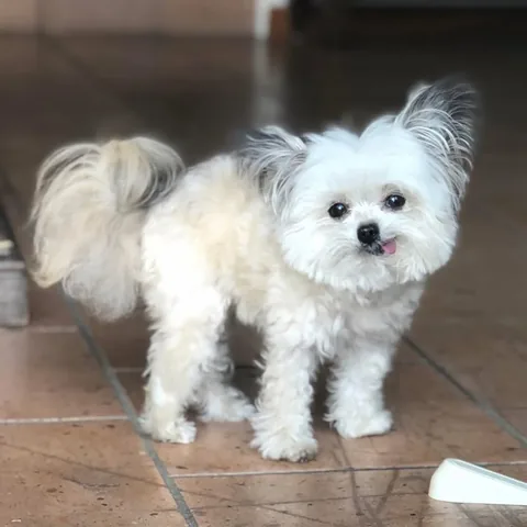 norbertthedog Instagram post about Pet memorial
