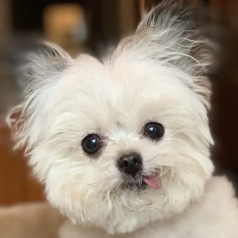 norbertthedog Instagram post about Norbert’s appearance