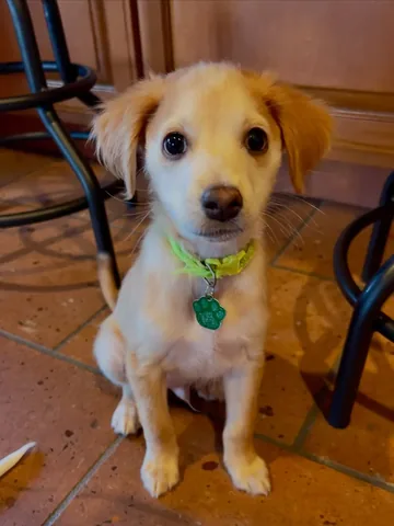 norbertthedog Instagram post about Leonard’s personality update