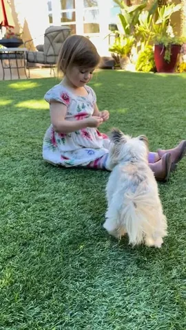 norbertthedog Instagram post about Dog snack feeding