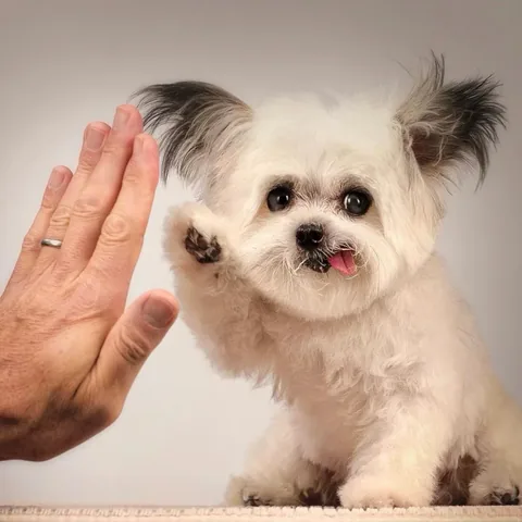 norbertthedog Instagram post about National High Five Day