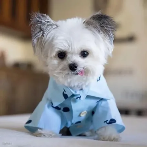 norbertthedog Instagram post about Pet affection