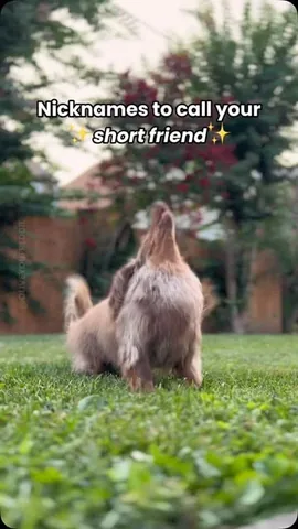 oliveyoufreddie Instagram post about Dachshund height humor