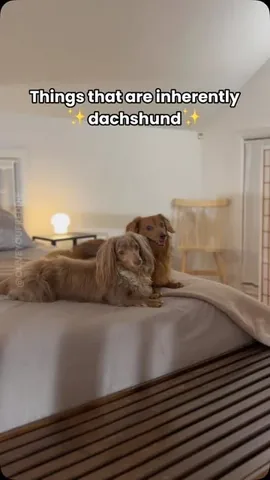oliveyoufreddie Instagram post about Dachshund fun facts