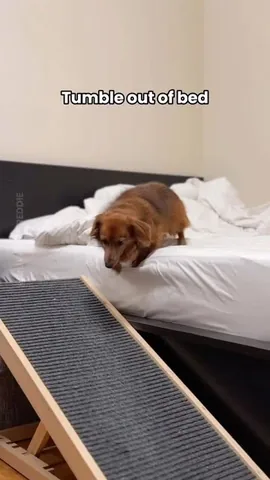 oliveyoufreddie Instagram post about Dog workplace humor
