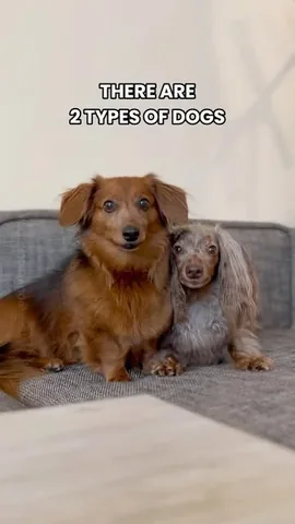 oliveyoufreddie Instagram post about Contrasting dog personalities
