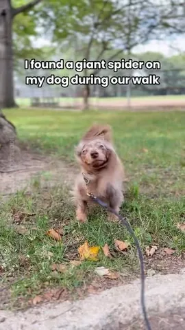oliveyoufreddie Instagram post about Dog emergency story