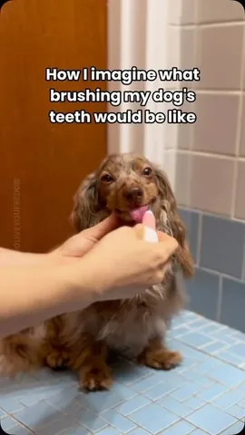oliveyoufreddie Instagram post about Dog dental care and exercise