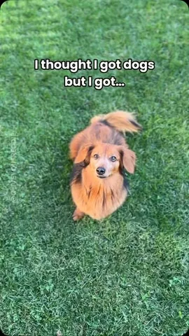 oliveyoufreddie Instagram post about Dog talents