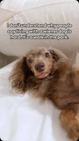 oliveyoufreddie Instagram post about Dog park wordplay