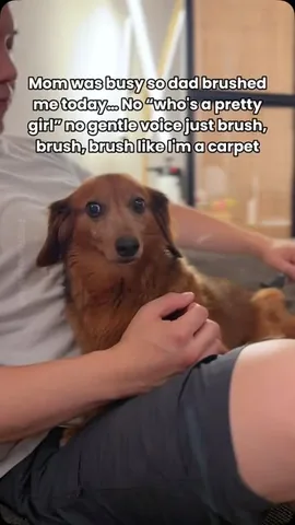 oliveyoufreddie Instagram post about Affectionate dog humor
