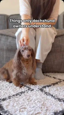 oliveyoufreddie Instagram post about Dachshund behavior humor