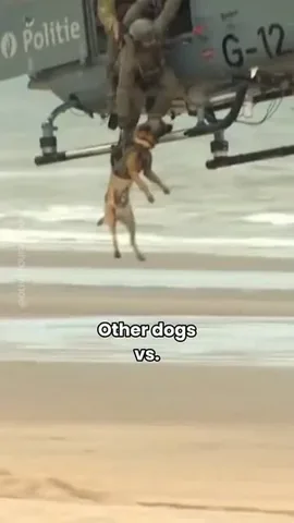 oliveyoufreddie Instagram post about Dog swimming