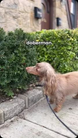 oliveyoufreddie Instagram post about Dog humor and neighborhood gossip