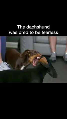 oliveyoufreddie Instagram post about Dachshund appearance and hunting instincts