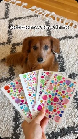 oliveyoufreddie Instagram post about Colorful dog presentation