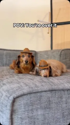 Freddie & Olive the Dachshunds Instagram post thumbnail