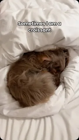 Freddie & Olive the Dachshunds Instagram post thumbnail