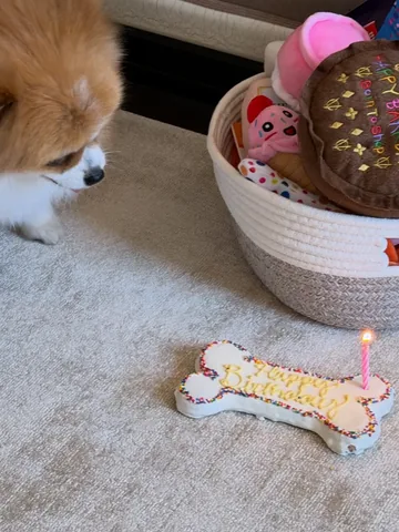 oliviapalermo Instagram post about Pet birthday