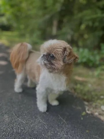 ollieallday Instagram post about Dog