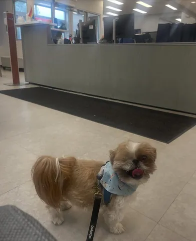 ollieallday Instagram post about Pet eye care
