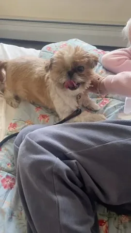 ollieallday Instagram post about Therapy dog