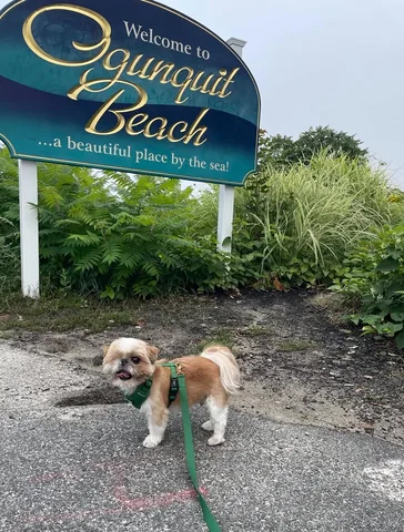 ollieallday Instagram post about Ogunquit