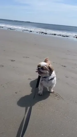 ollieallday Instagram post about Beach outing