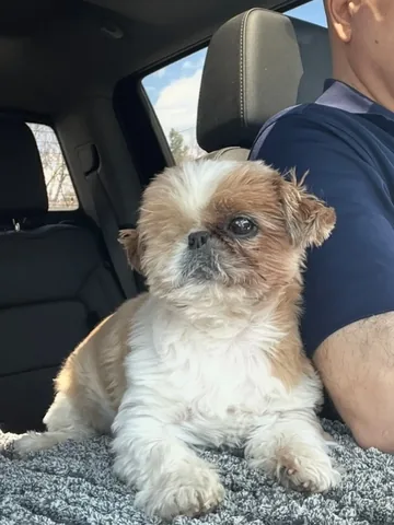 ollieallday Instagram post about Dog travel