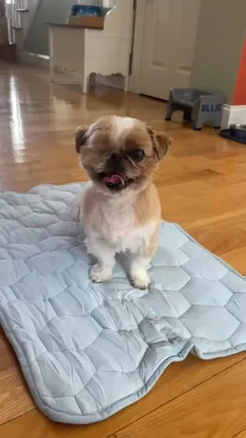 ollieallday Instagram post about Pet cooling mat