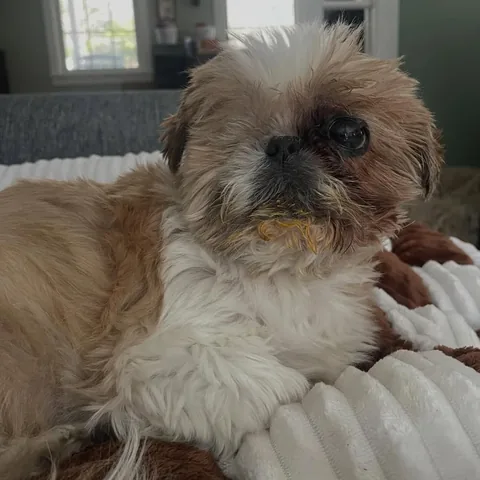 ollieallday Instagram post about Dog